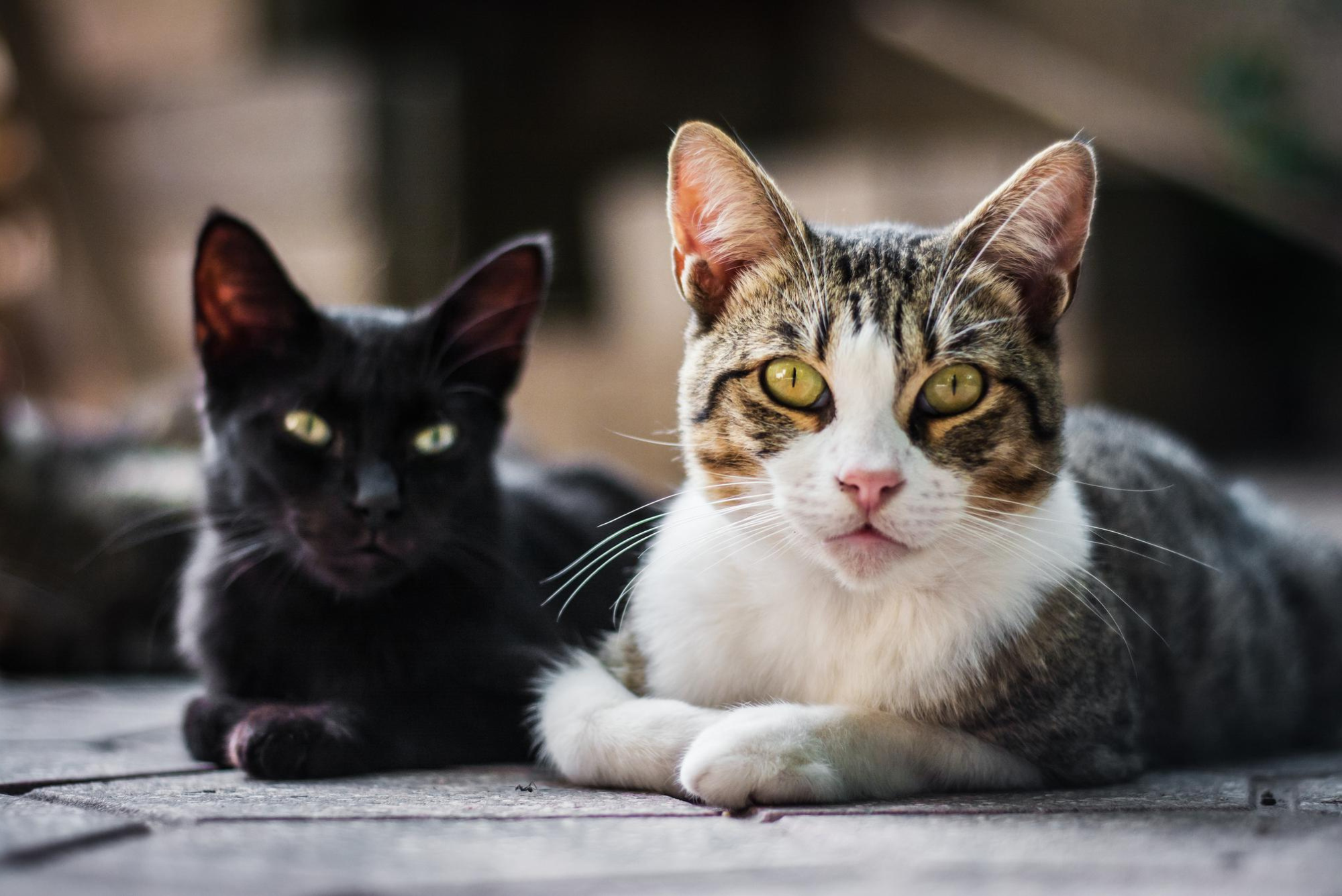 Moradores do bairro Cecap em Jacareí denunciam envenenamento de gatos