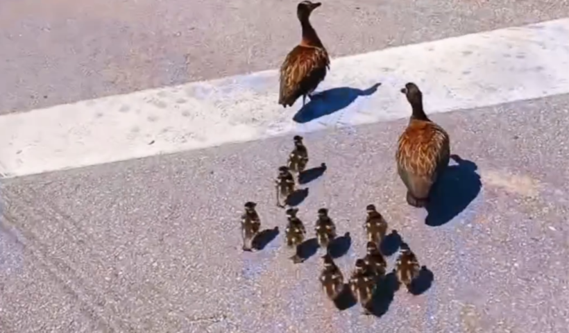 PRF para o trânsito na Dutra para travessia de família de patos em Pinda