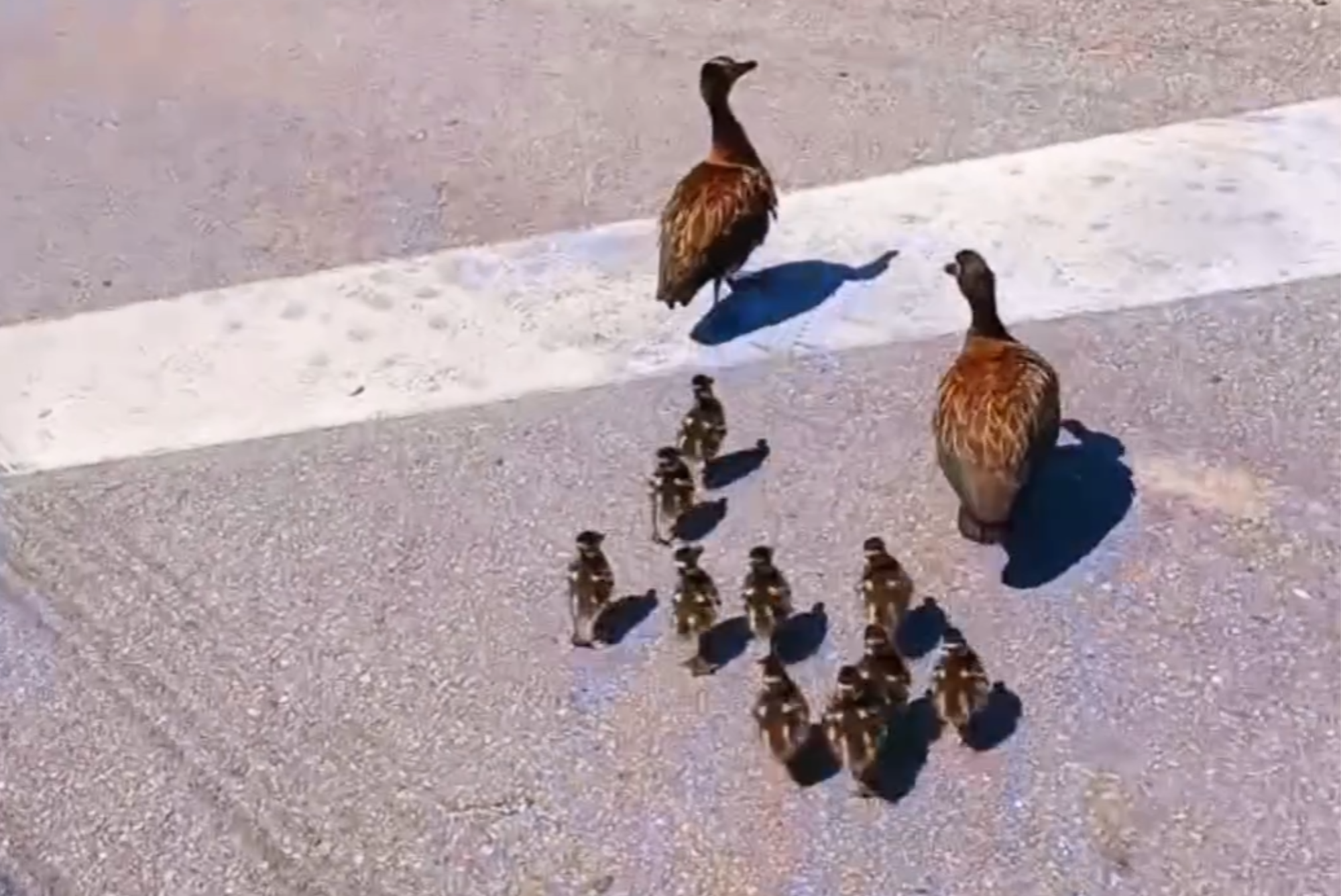 PRF para o trânsito na Dutra para travessia de família de patos em Pinda
