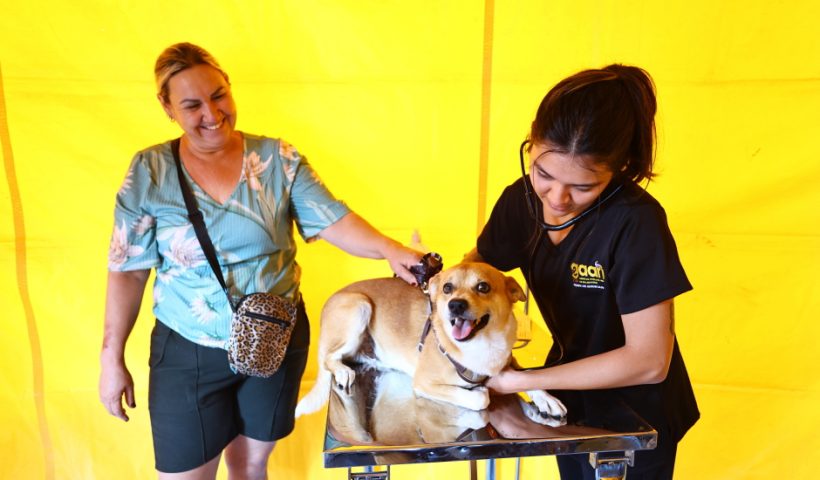 São José dos Campos abre mil vagas gratuitas para castração de cães e gatos