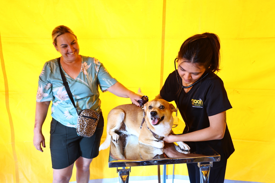 São José dos Campos abre mil vagas gratuitas para castração de cães e gatos