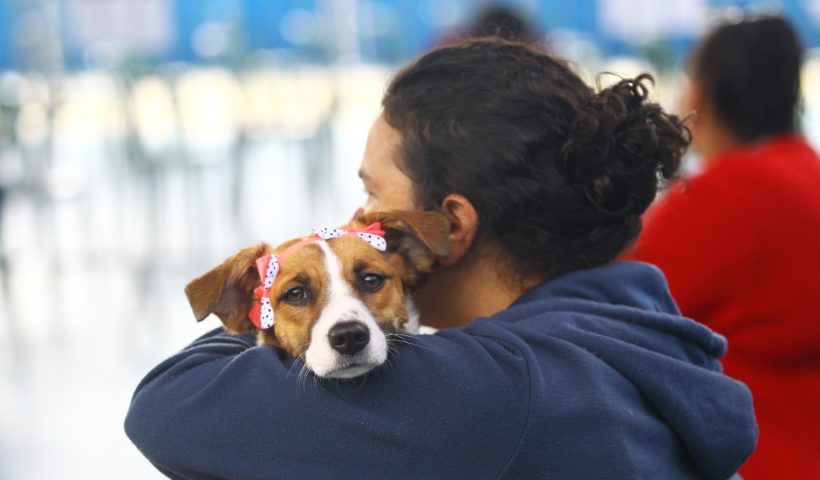 São José tem inscrições para castração gratuita de pets
