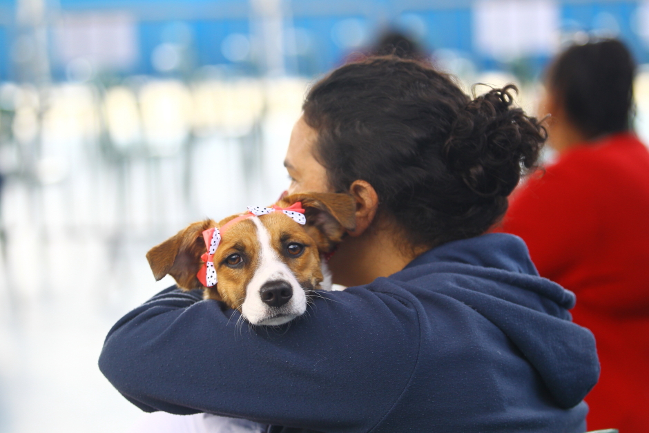 São José tem inscrições para castração gratuita de pets