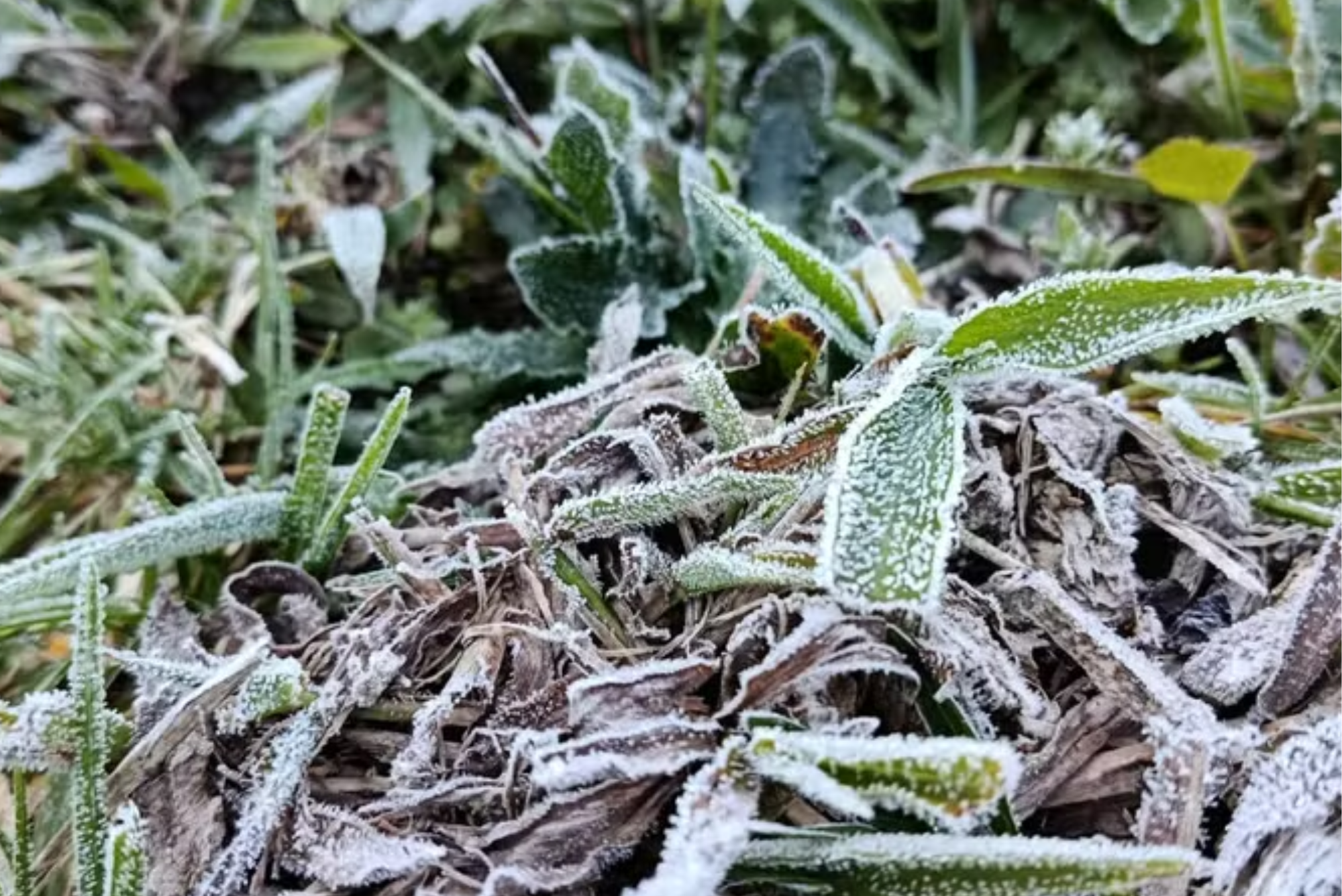 Campos do Jordão atinge 2,1°C e registra primeira geada do ano