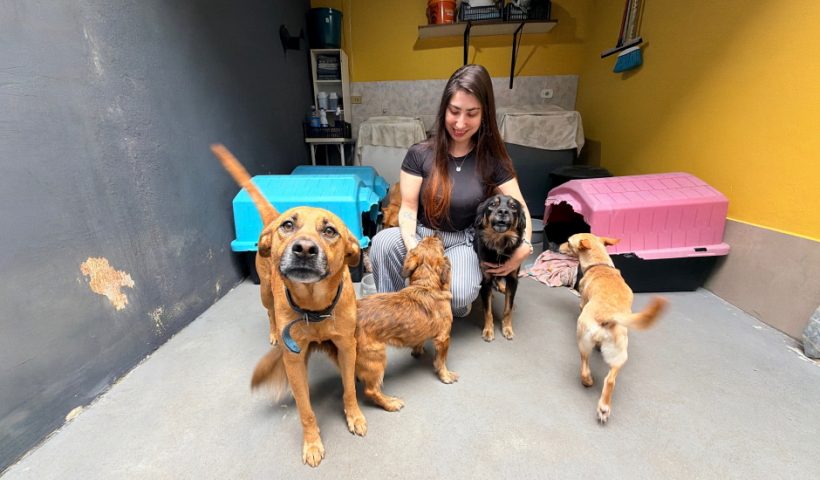 Meu Pet Feliz: SJC Abre 1000 Vagas para Castração Gratuita