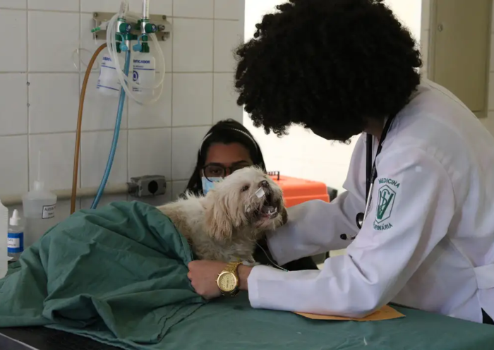 Exercício ilegal da medicina veterinária agora é crime com pena de prisão
