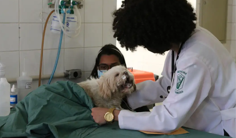 Exercício ilegal da medicina veterinária agora é crime com pena de prisão