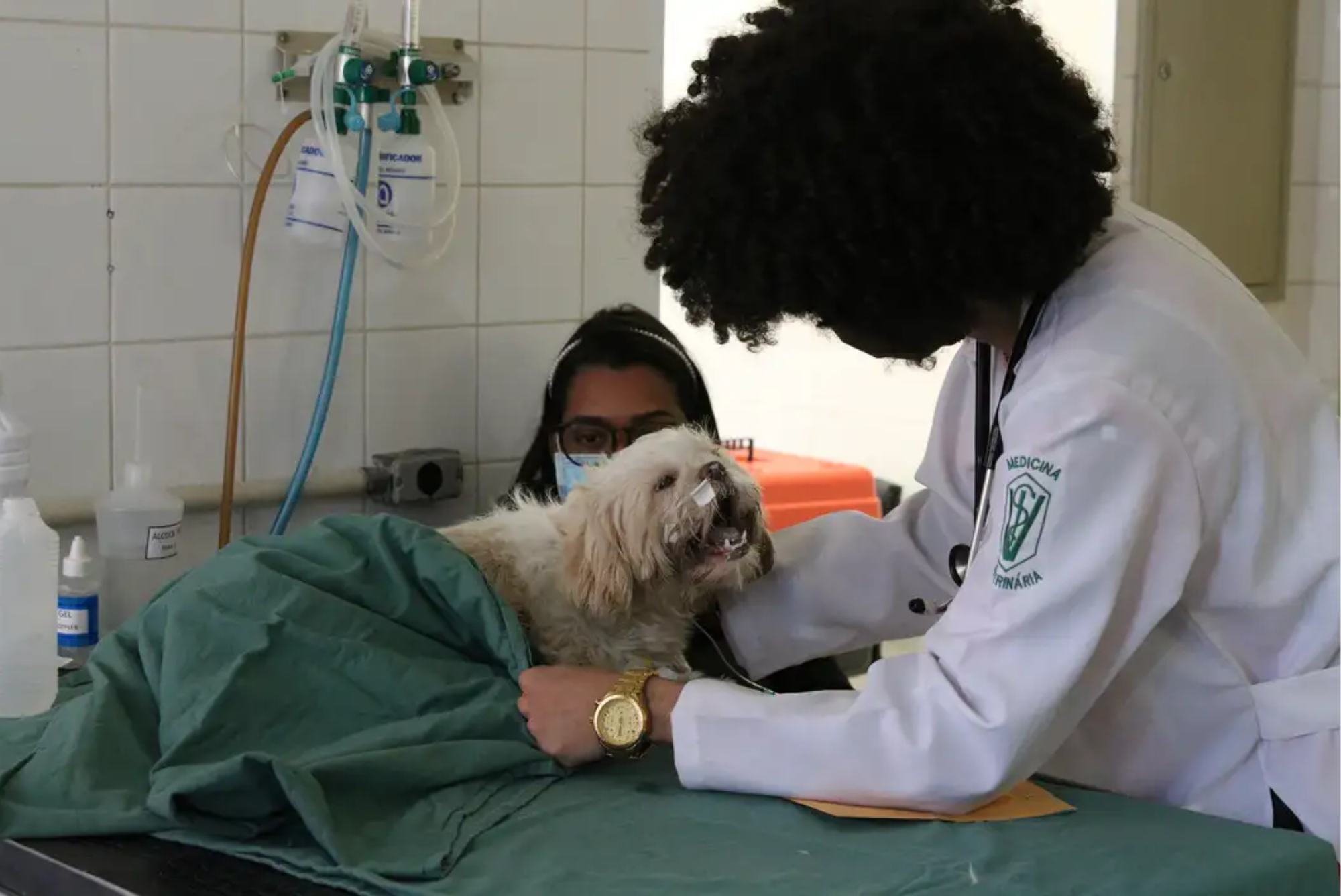 Exercício ilegal da medicina veterinária agora é crime com pena de prisão