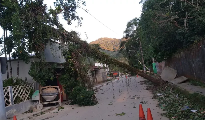 Vendaval em Ubatuba deixa 13 feridos e provoca queda de árvores