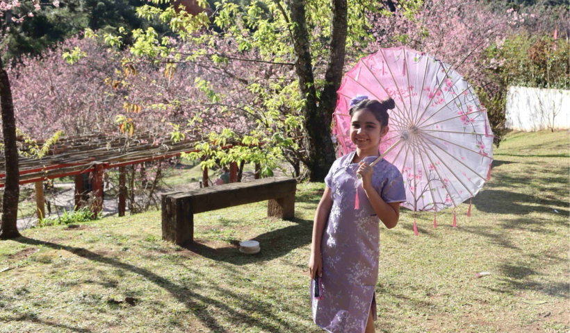 55ª Festa da Cerejeira em Flor traz imersão na cultura japonesa para Campos do Jordão