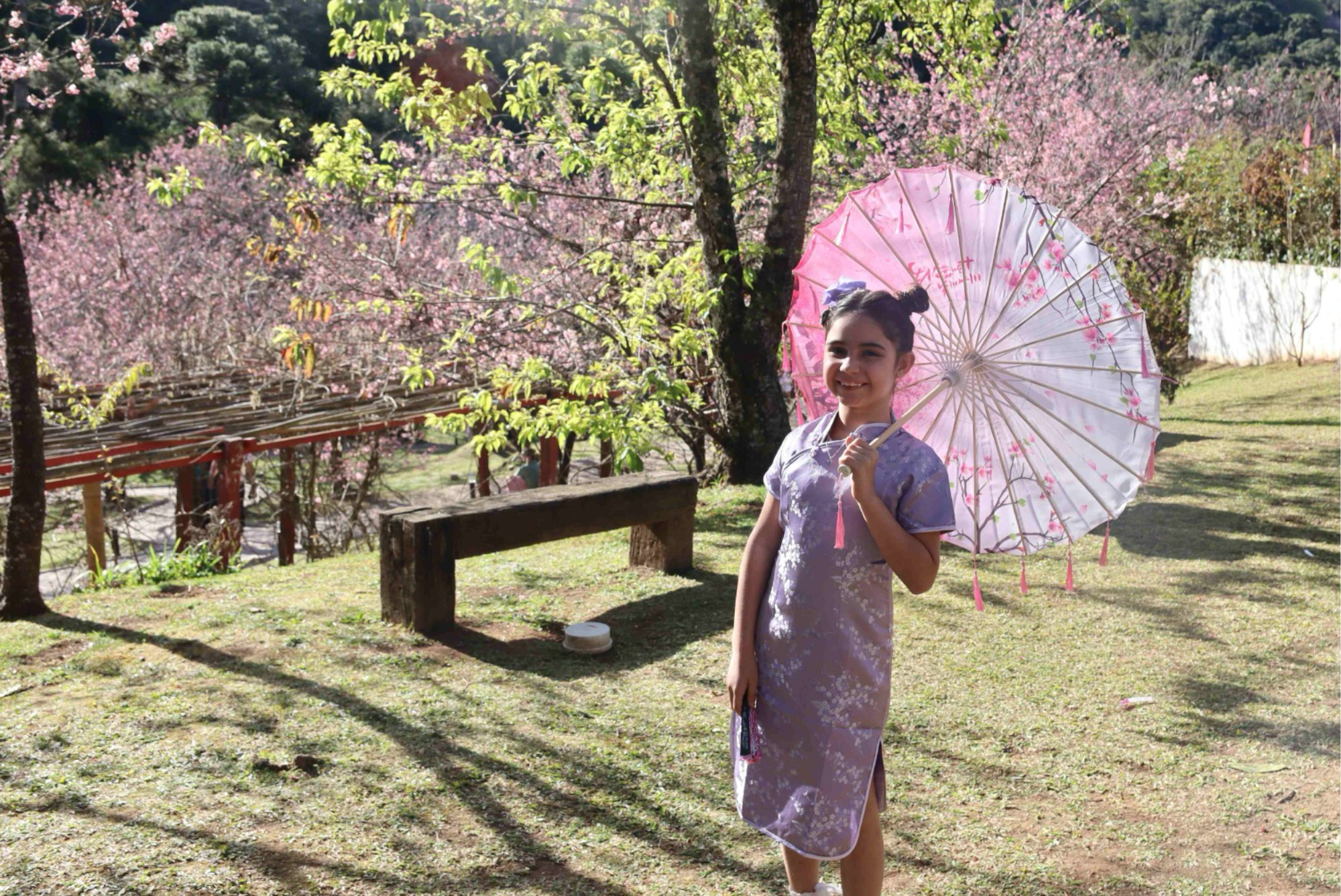 55ª Festa da Cerejeira em Flor traz imersão na cultura japonesa para Campos do Jordão