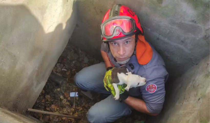 Filhote desaparecido por 3 dias é resgatado de bueiro em Caraguatatuba