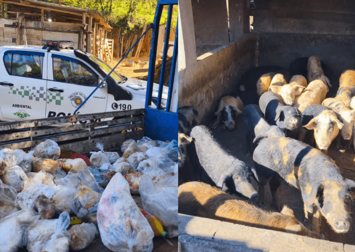 Abatedouro clandestino é fechado com 800 kg de carne estragada em Jacareí