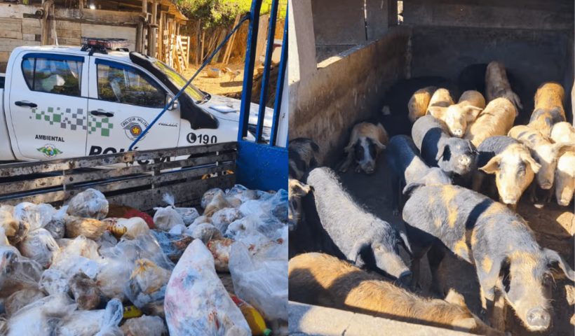 Abatedouro clandestino é fechado com 800 kg de carne estragada em Jacareí