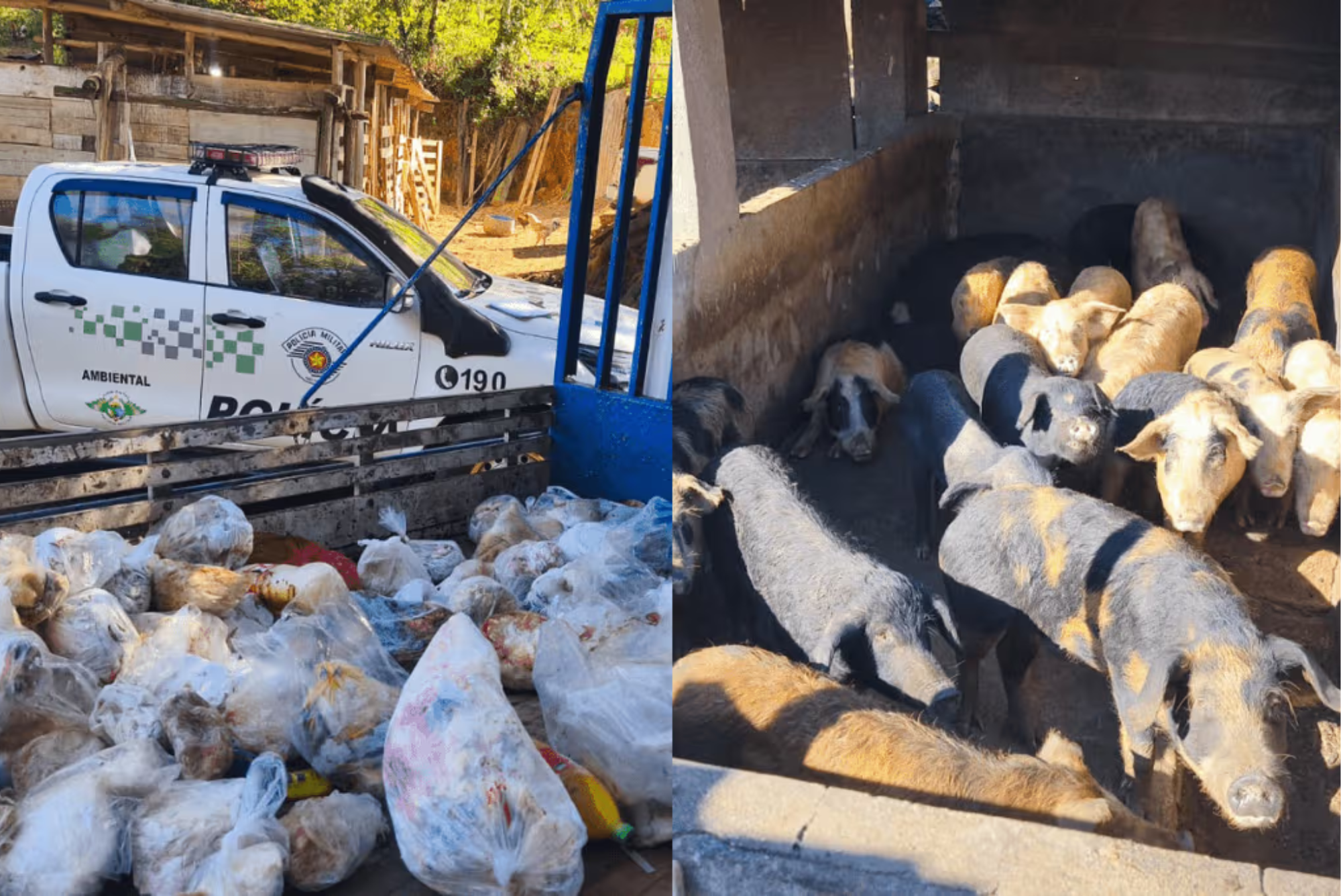 Abatedouro clandestino é fechado com 800 kg de carne estragada em Jacareí