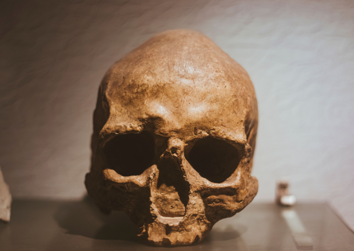 Exposição Sobre Evolução Humana é Destaque de Férias em Taubaté