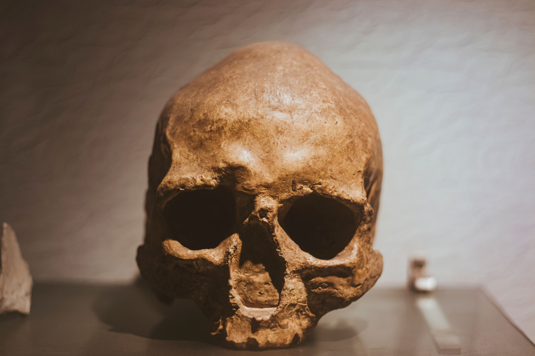 Exposição Sobre Evolução Humana é Destaque de Férias em Taubaté