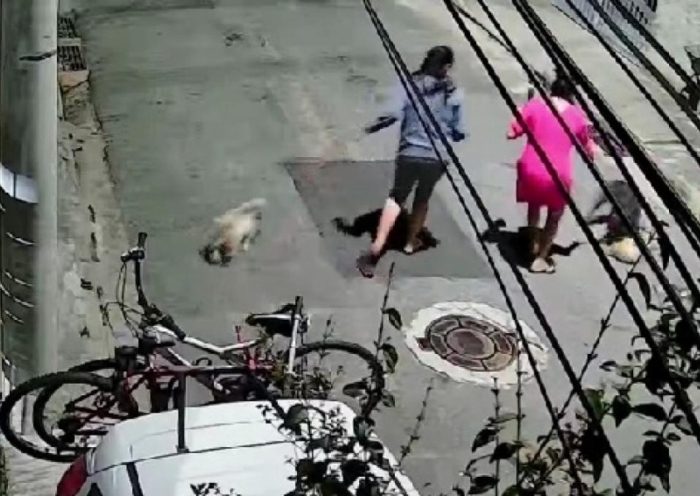 Cão ataca filhote e fere criança de 11 anos em São José