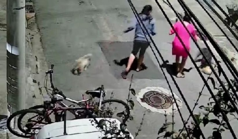 Cão ataca filhote e fere criança de 11 anos em São José