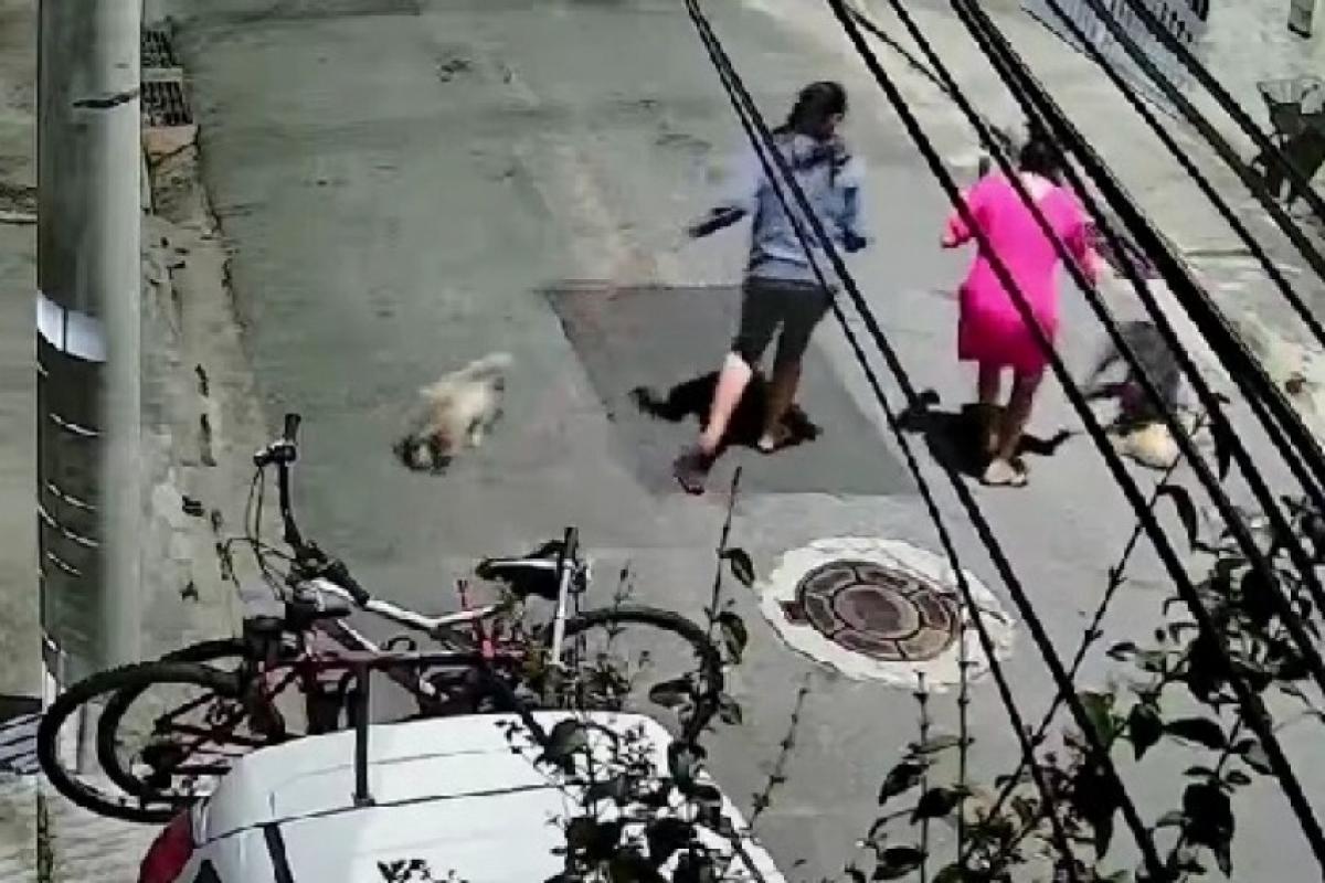 Cão ataca filhote e fere criança de 11 anos em São José