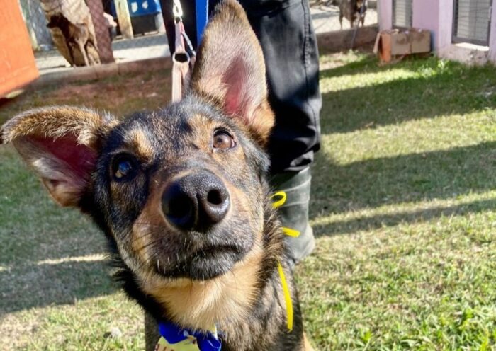 Feira de adoção em São José dos Campos tem 55 cães neste sábado (24)