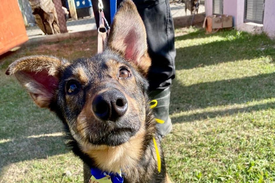 Feira de adoção em São José dos Campos tem 55 cães neste sábado (24)